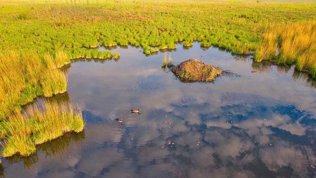 EPA and US Army consider further limits on federal wetland protections